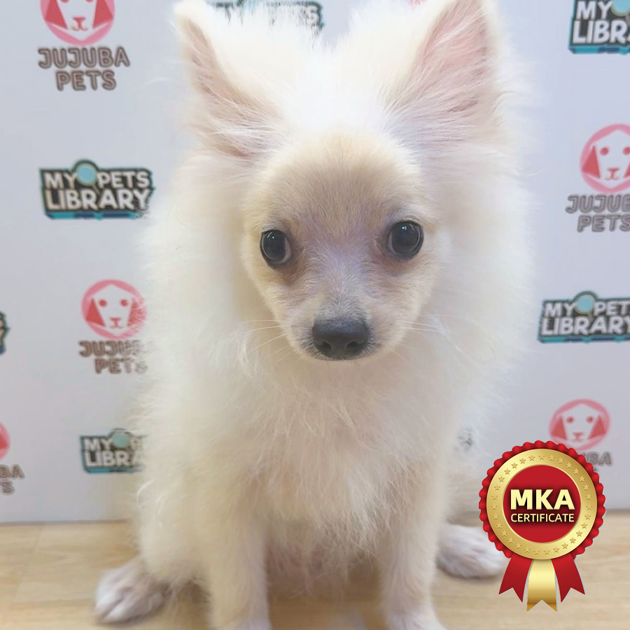 MKA Pomeranian Puppy (Male) For Sale