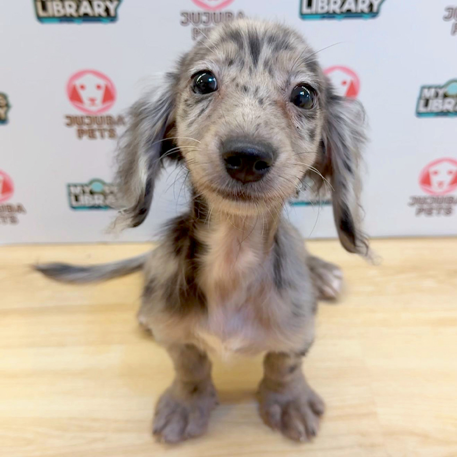Long Coat Miniature Dachshund Puppy (Female) For Sale
