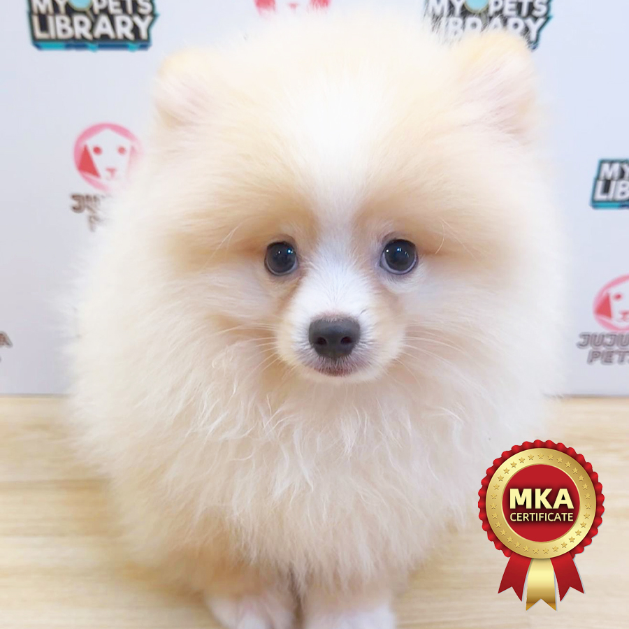 MKA Pomeranian Puppy (Male) For Sale