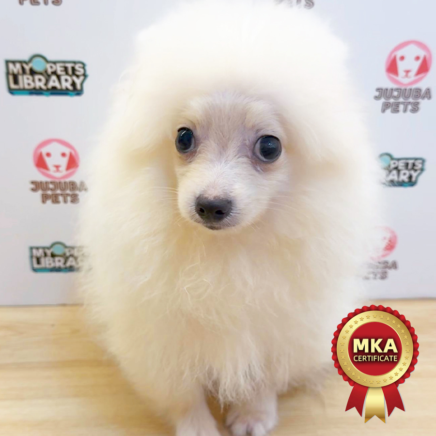 MKA Pomeranian Puppy (Male) For Sale
