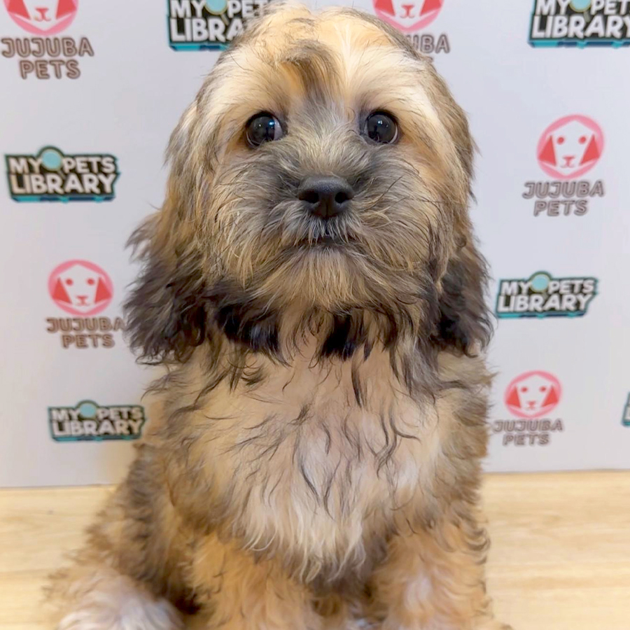 Shihpoo Puppy (Male) For Sale