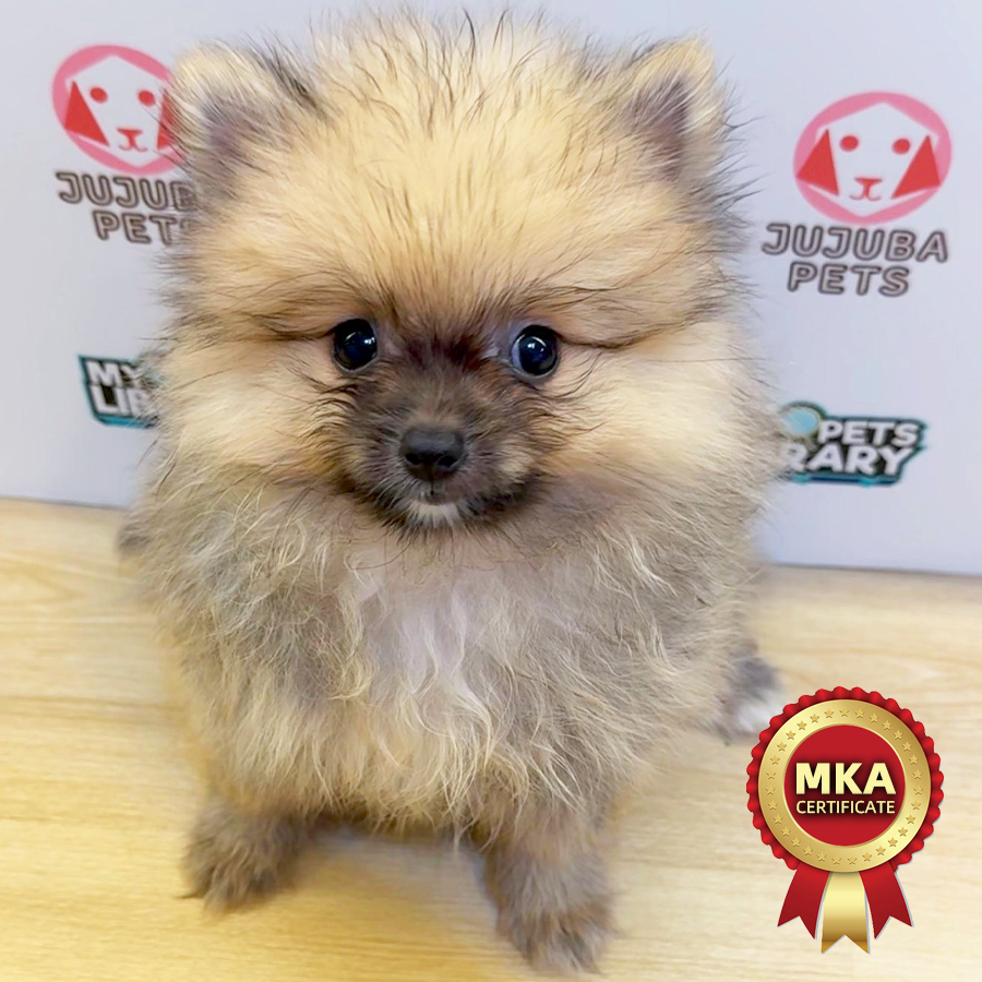 MKA Pomeranian Puppy (Female) For Sale
