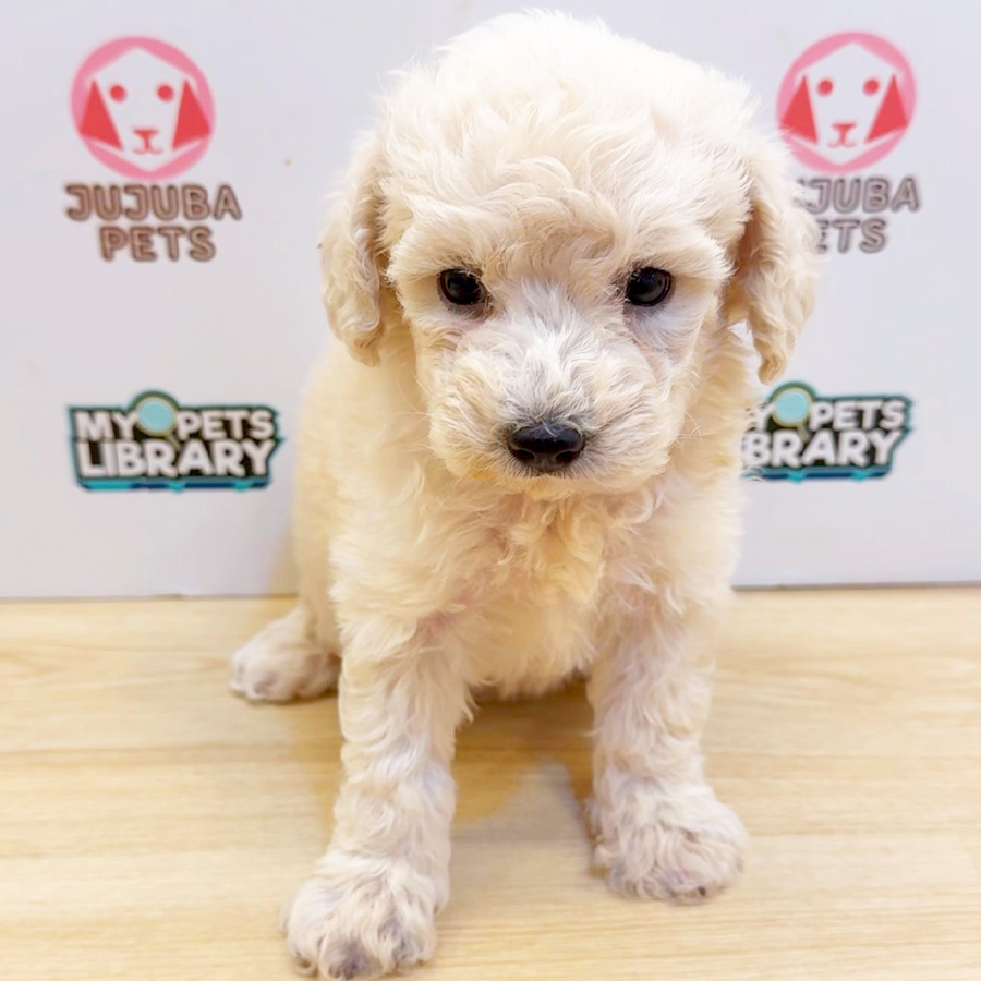 Toy Poodle Puppy (Female) For Sale