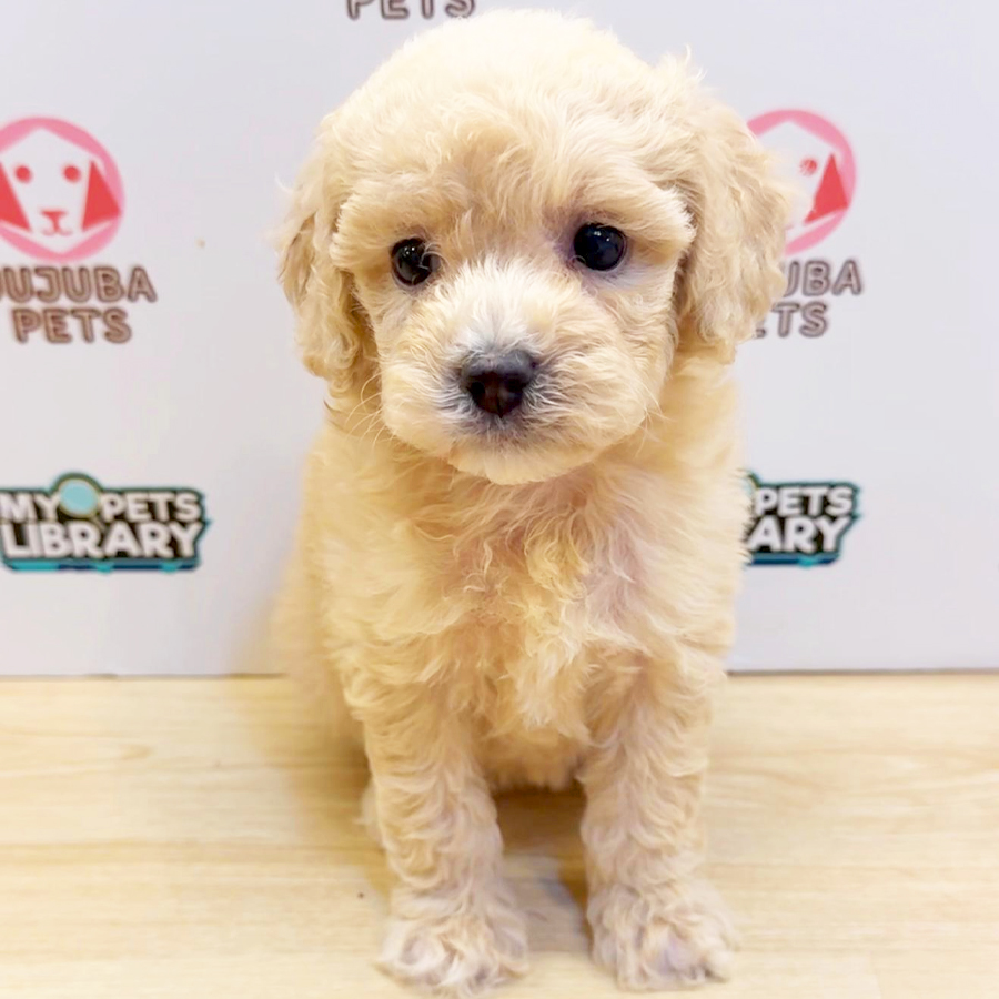 Toy Poodle Puppy (Female) For Sale