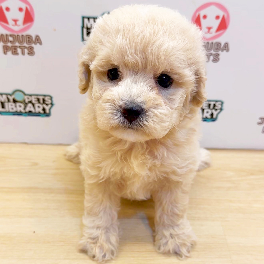 Toy Poodle Puppy (Female) For Sale