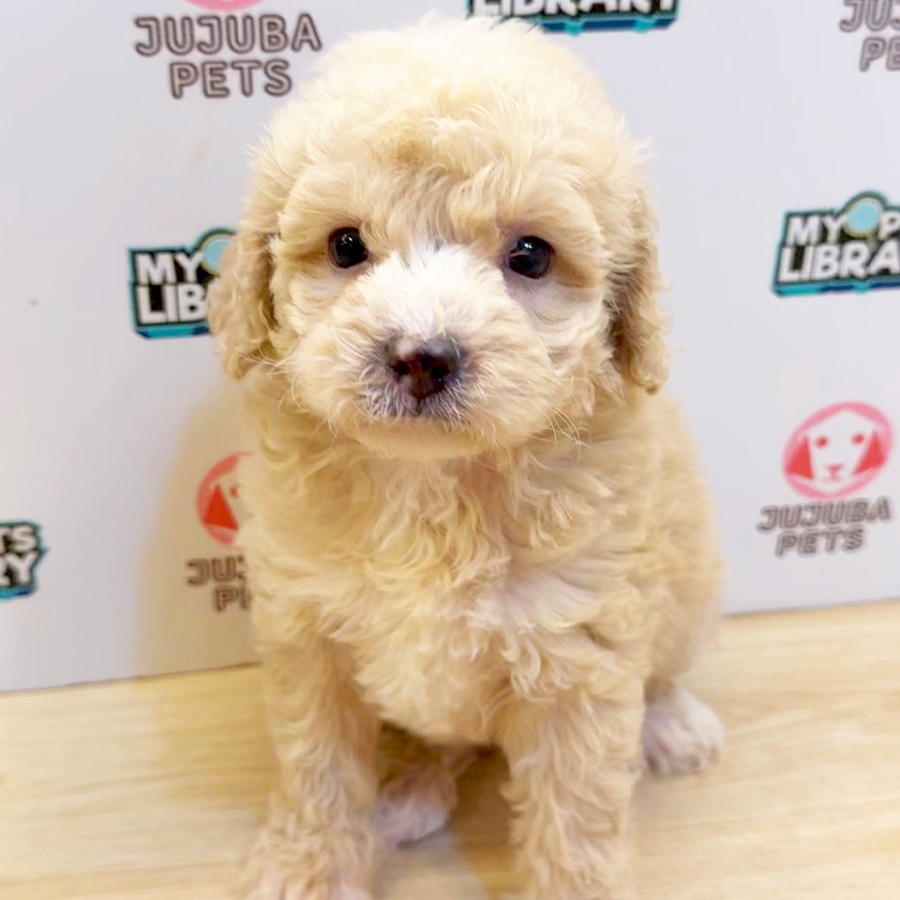 Toy Poodle Puppy (Female) For Sale