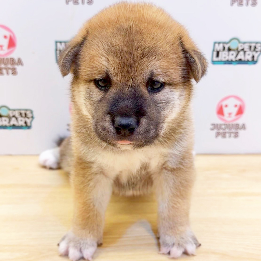 Mame Inu Puppy (Male) For Sale
