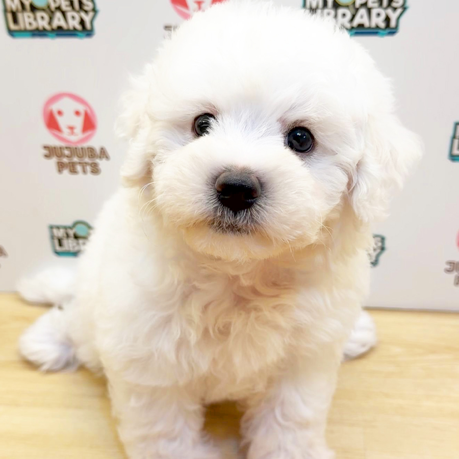 Bichon Frise Puppy (Male) For Sale