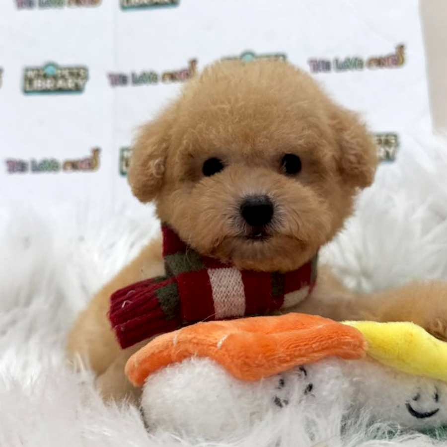 Tiny Toy Poodle Puppy (Female) For Sale