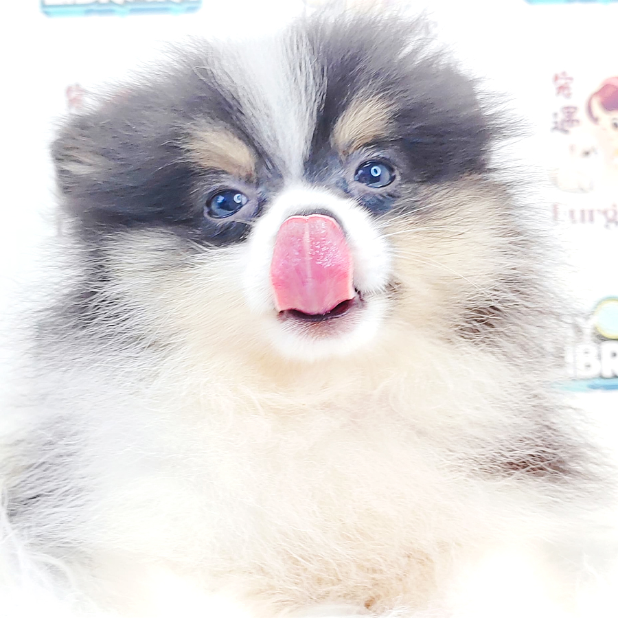 Tiny Pomeranian Puppy (Male) For Sale