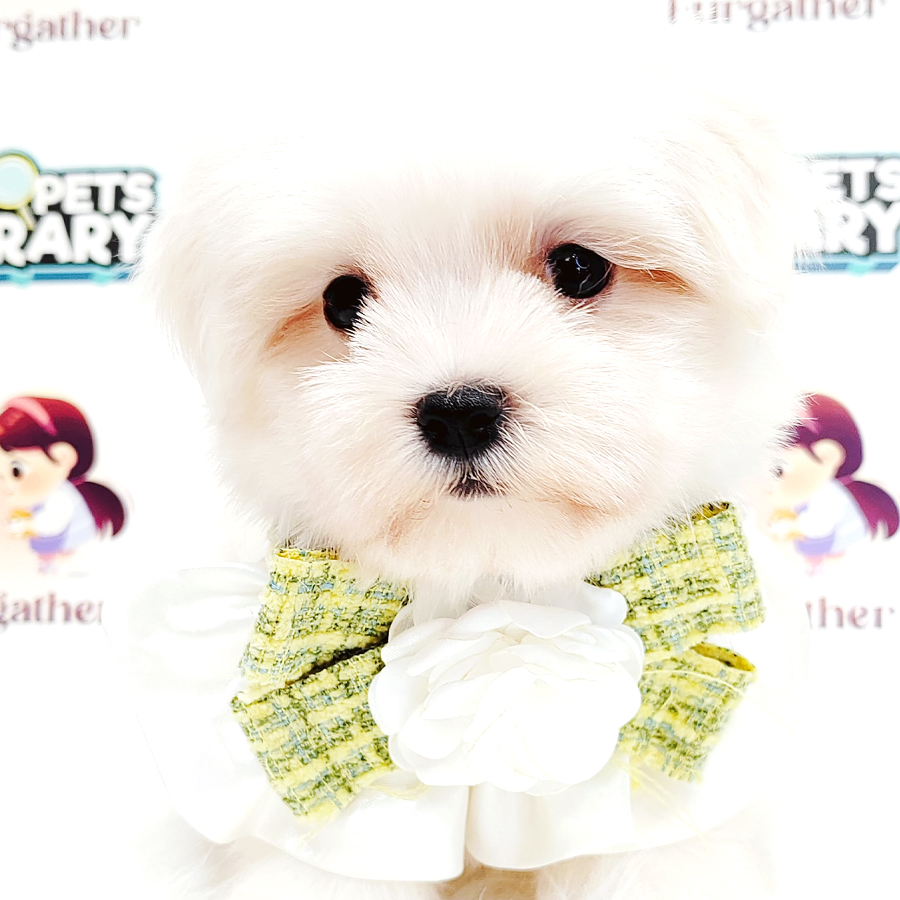 Maltese Puppy (Male) For Sale
