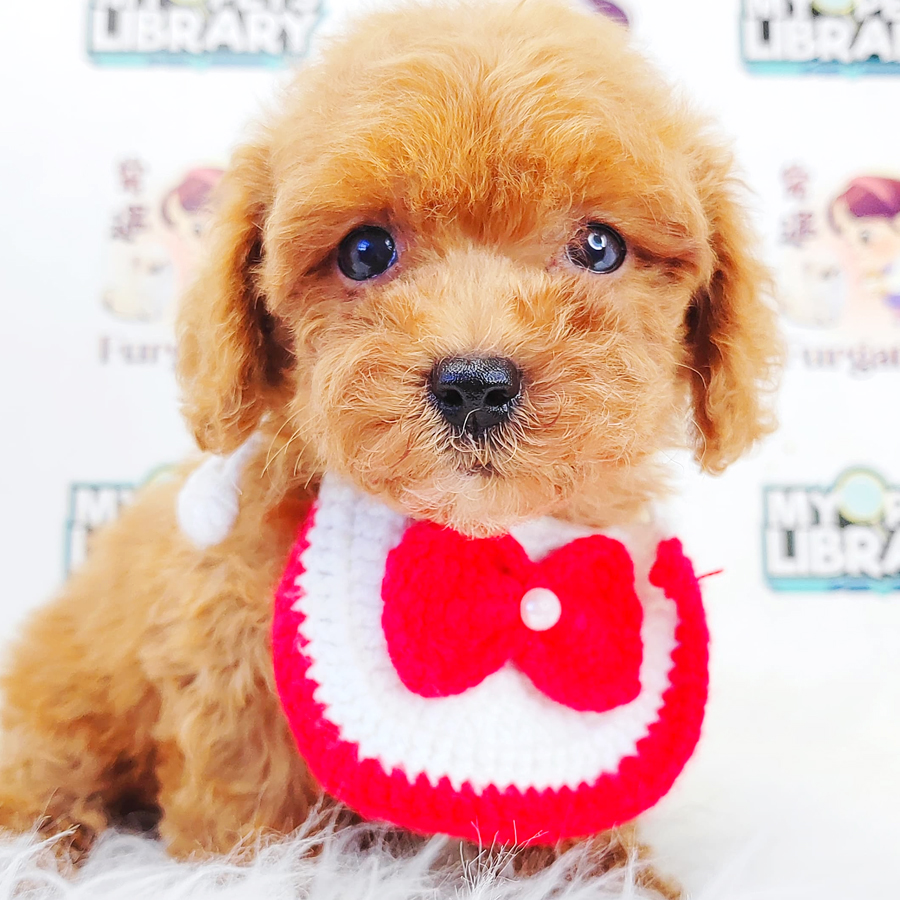 Poodle Puppy (Male) For Sale