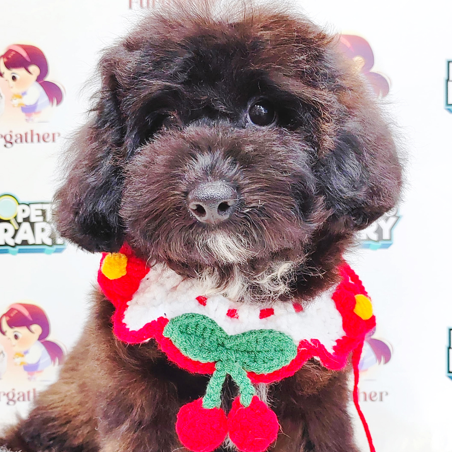 Poodle Puppy (Female) For Sale