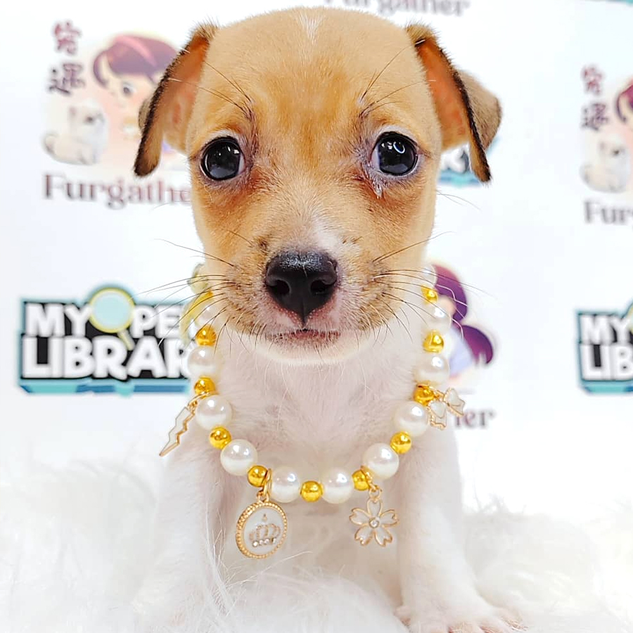 Jack Russell (Male) For Sale