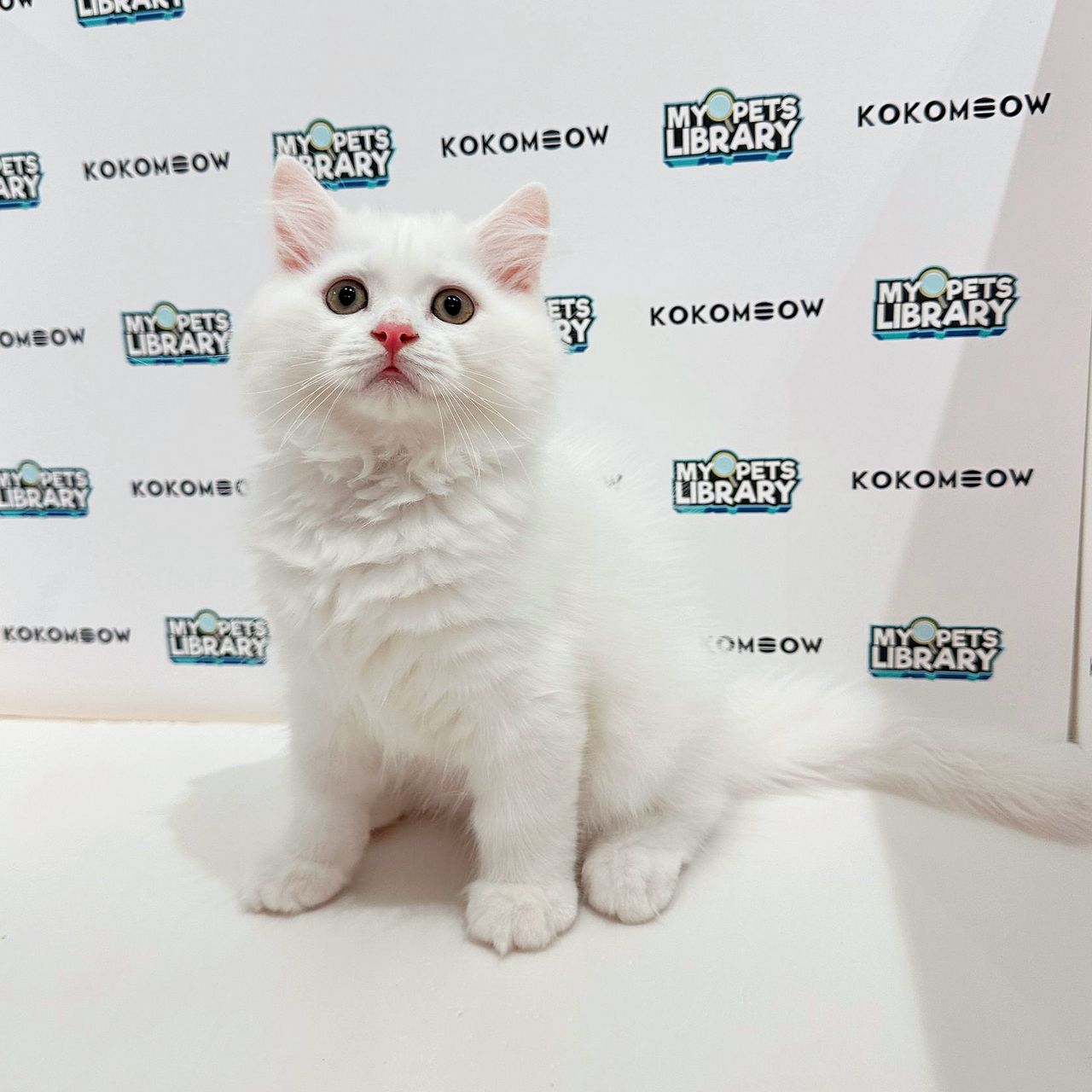 British Longhair Kitten (Male) For Sale