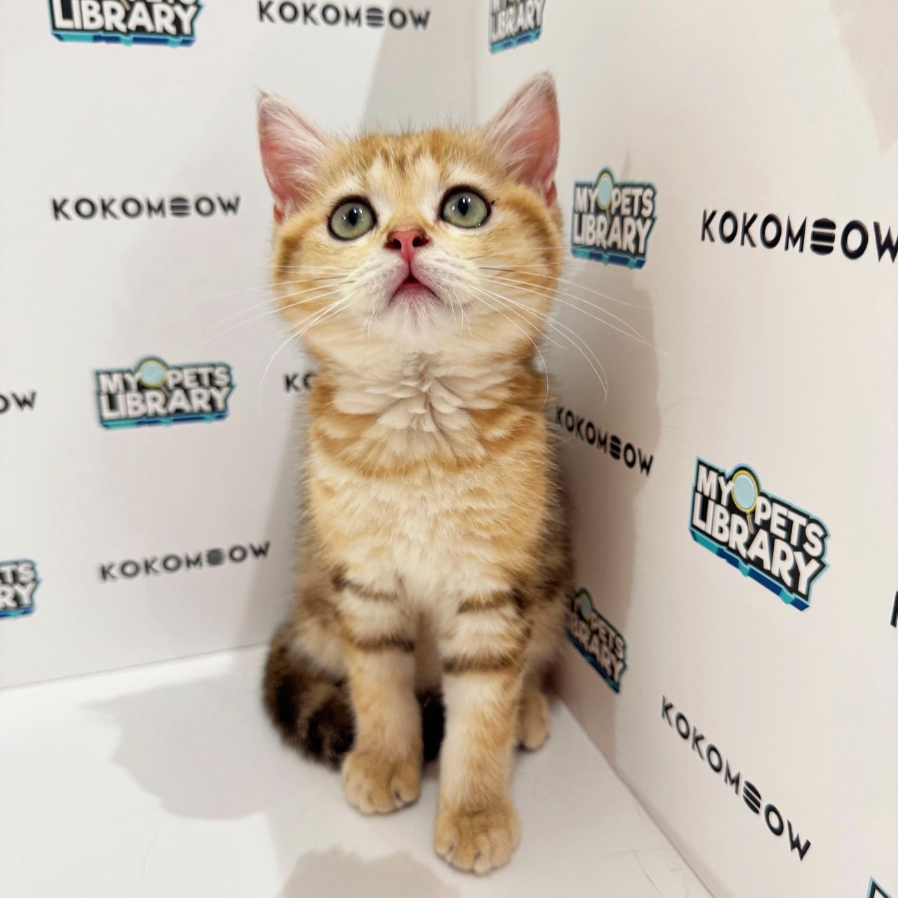 British Shorthair Kitten (Female) For Sale