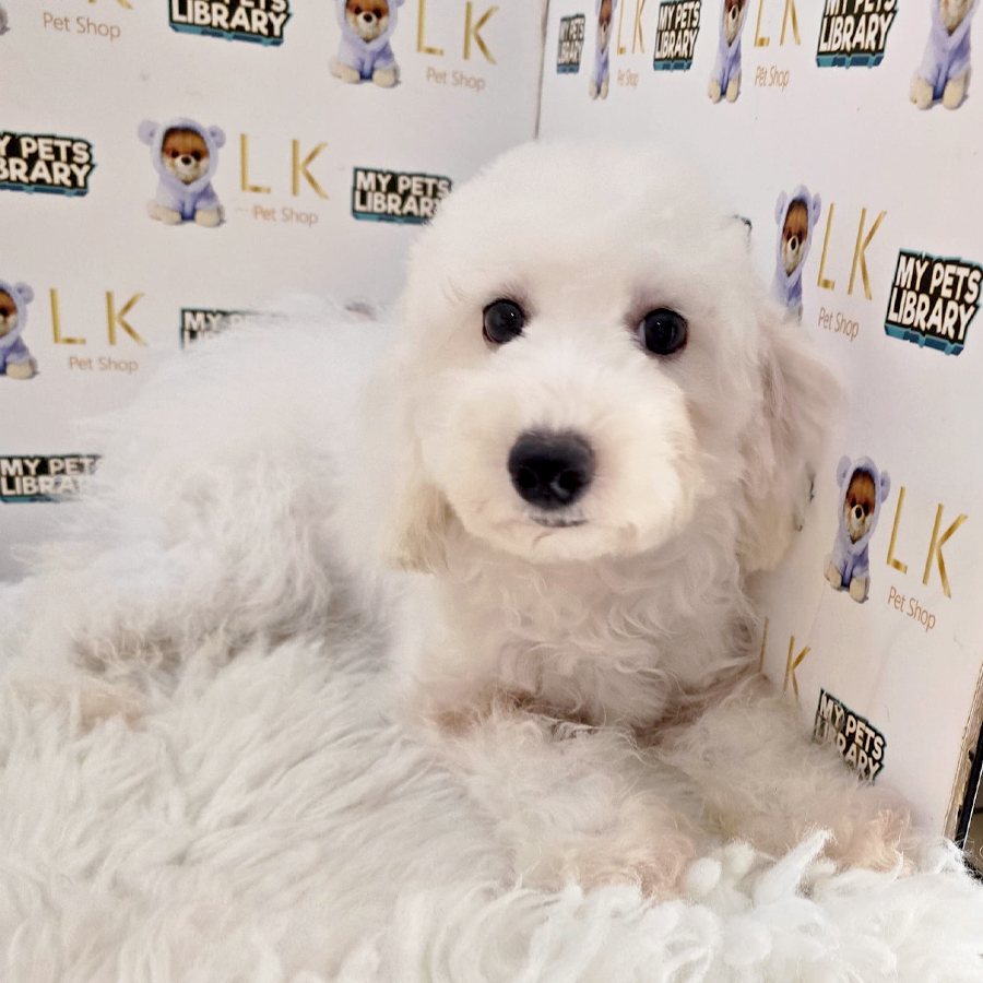 Maltipoo Puppy (Female) For Sale
