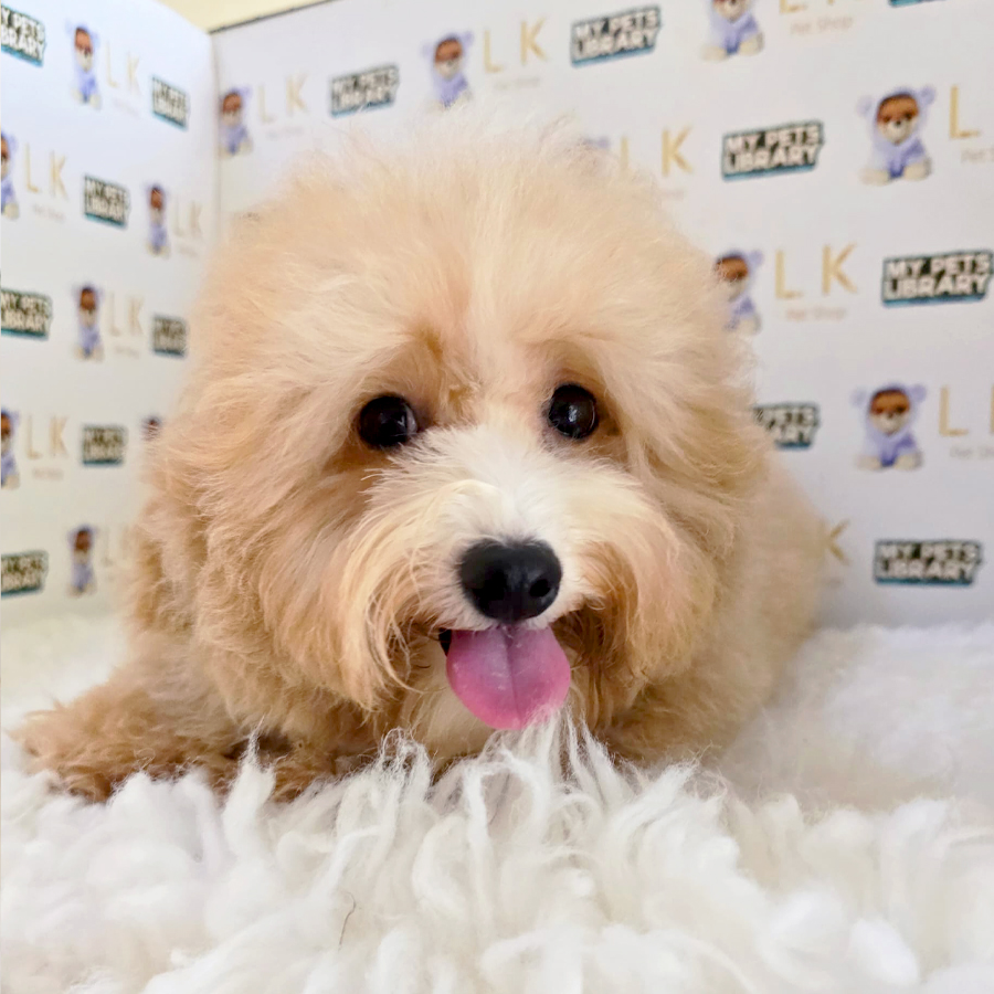 Poochon Puppy (Female) For Sale