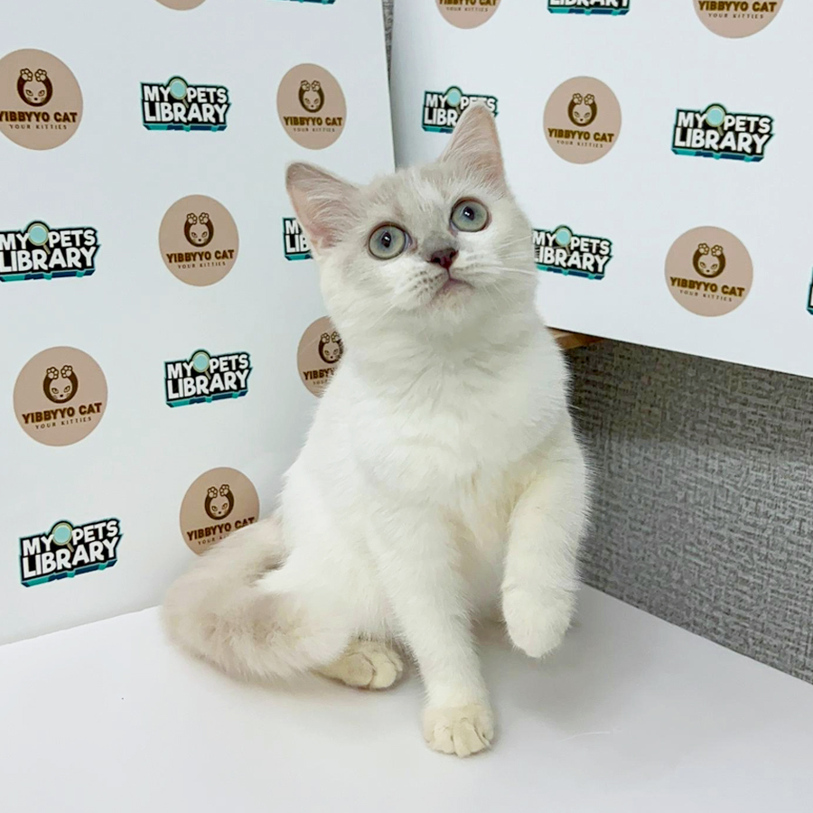 Siberian British Shorthair Kitten (Female) For Sale