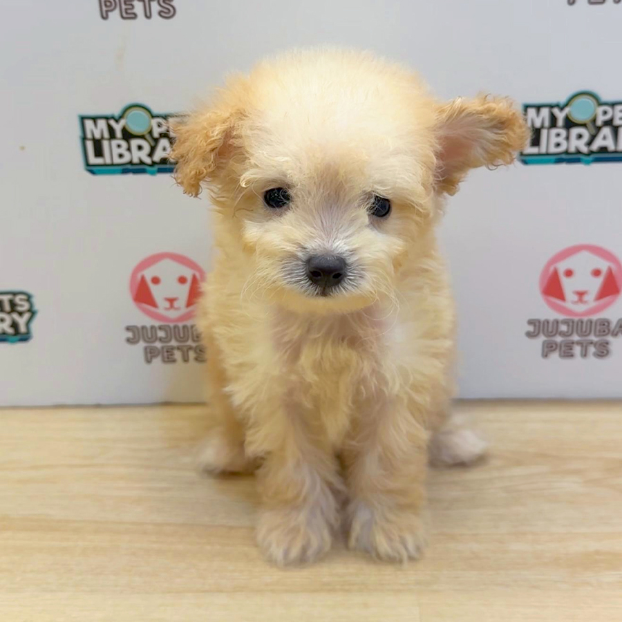 Super Tiny Poodle Puppy (Male) For Sale