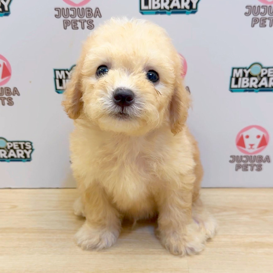 Toy Poodle Puppy (Female) For Sale