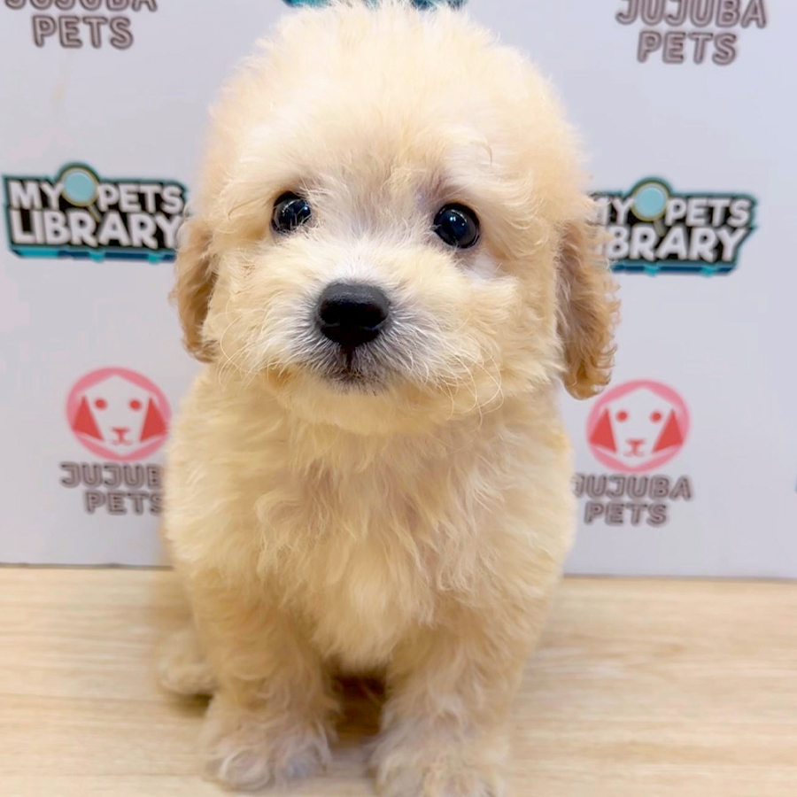 Toy Poodle Puppy (Female) For Sale