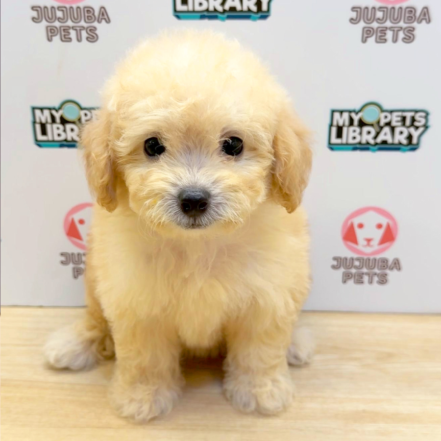 Toy Poodle Puppy (Female) For Sale