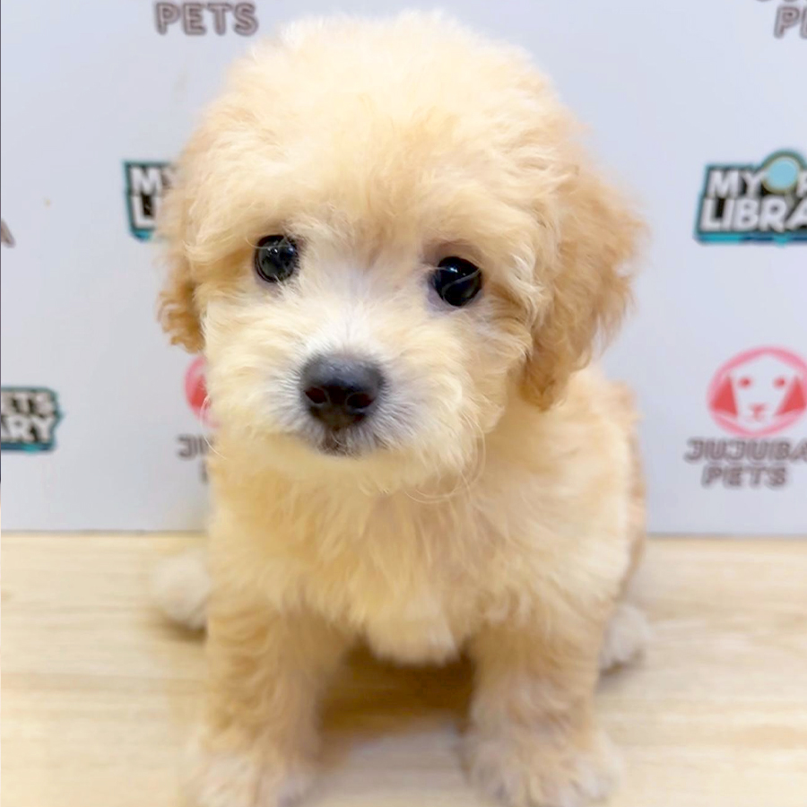 Toy Poodle Puppy (Male) For Sale