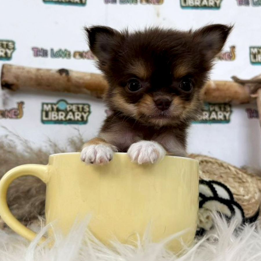 Teacup Chihuahua Puppy (Female) For Sale