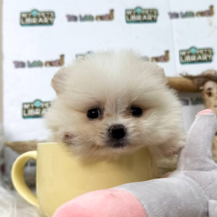 Tiny Teacup Pomeranian Puppy (Male) For Sale