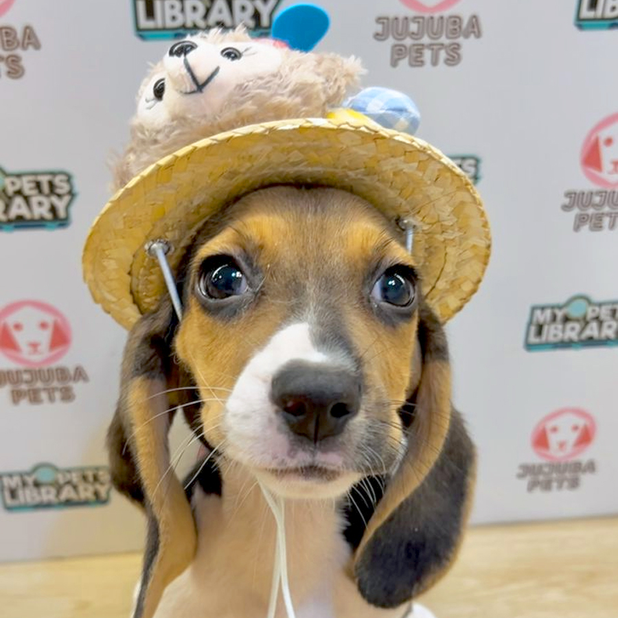 Beagle Puppy (Female) For Sale