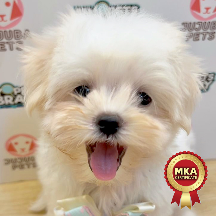 MKA Maltese Puppy (Male) For Sale