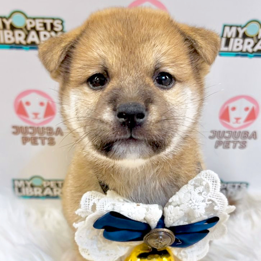 Mame Inu Puppy (Male) For Sale