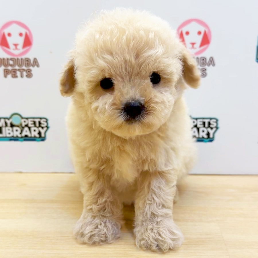 Toy Poodle Puppy (Female) For Sale