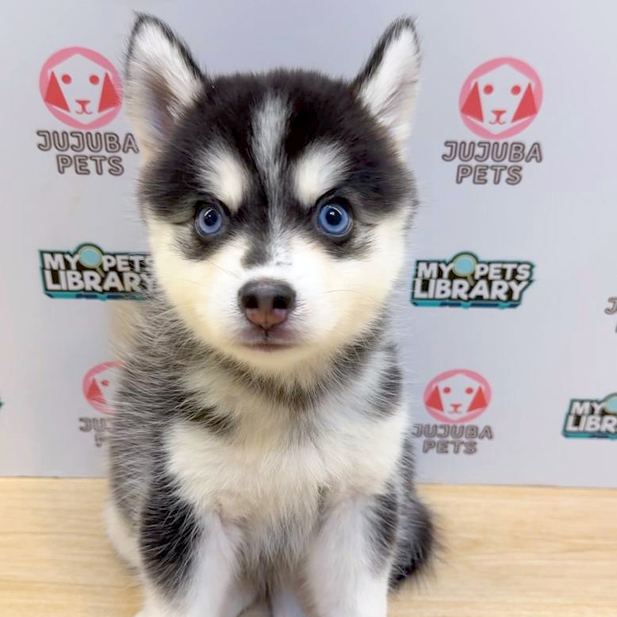 Pomsky Puppy (Female) For Sale