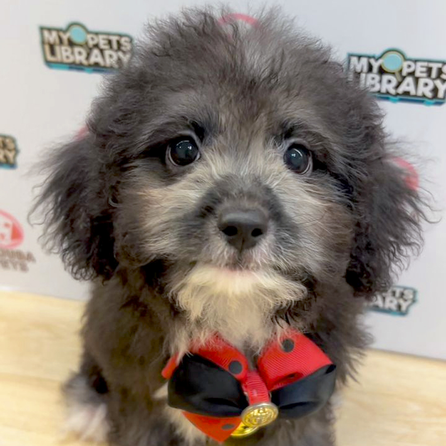 Toy Poodle Puppy (Male) For Sale