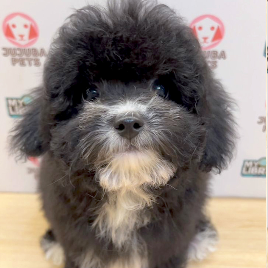 Toy Poodle Puppy (Male) For Sale