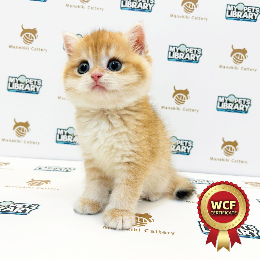 WCF British Shorthair Kitten (Male) For Sale