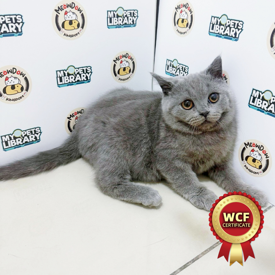 WCF British Shorthair Kitten (Male) For Sale