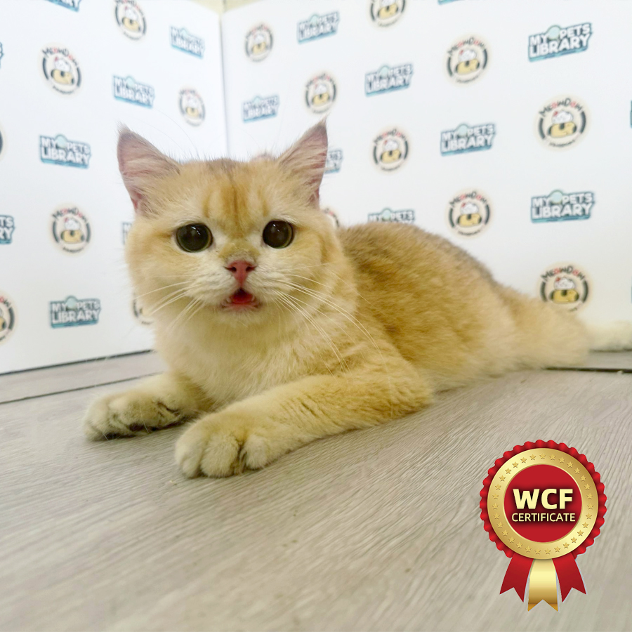 WCF British Shorthair Kitten (Male) For Sale