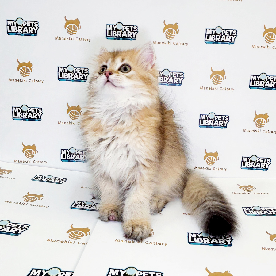British Longhair Kitten (Female) For Sale