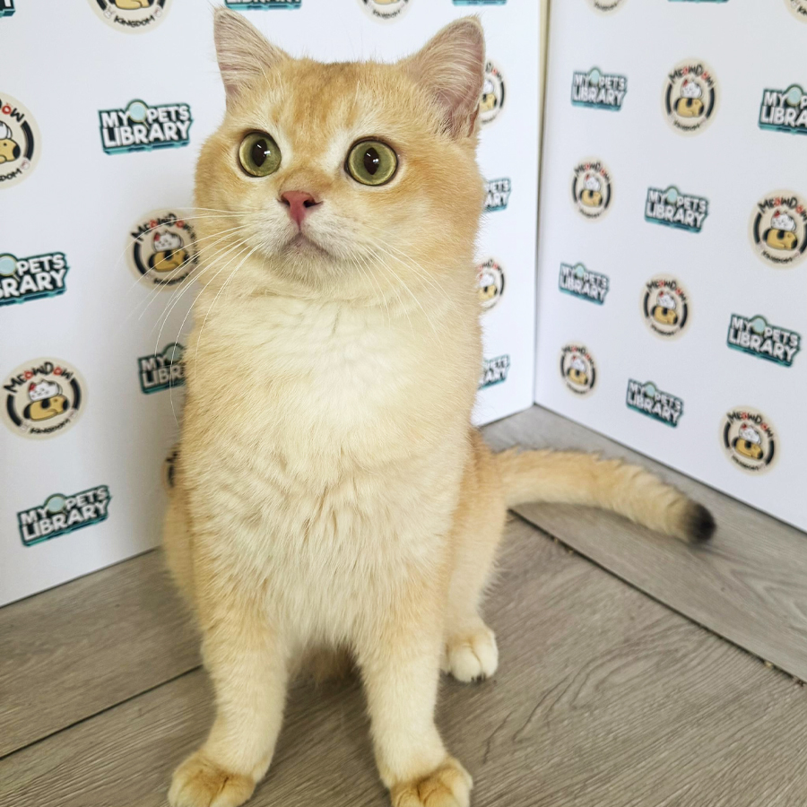British Shorthair Kitten (Male) For Sale