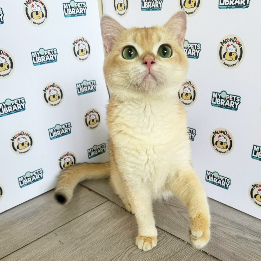 British Shorthair Kitten (Male) For Sale