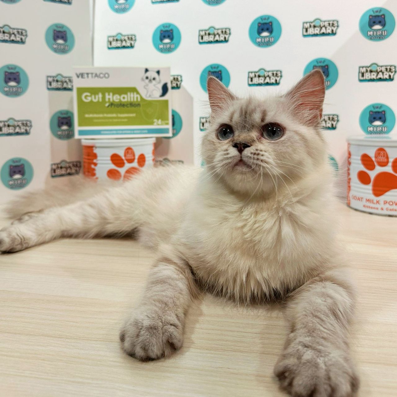Himalayan Persian Kitten (Female) For Sale