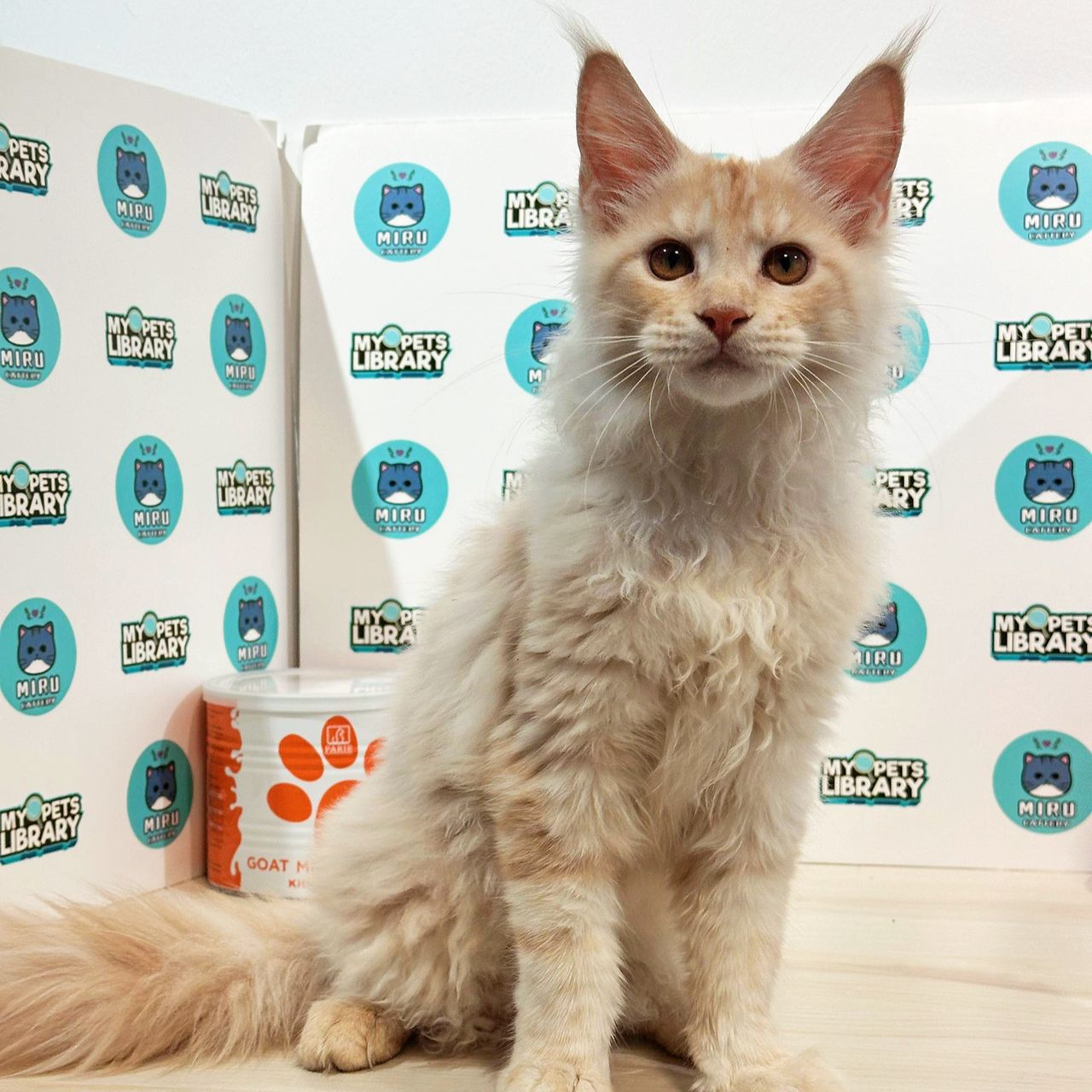 Maine Coon Kitten (Male) For Sale