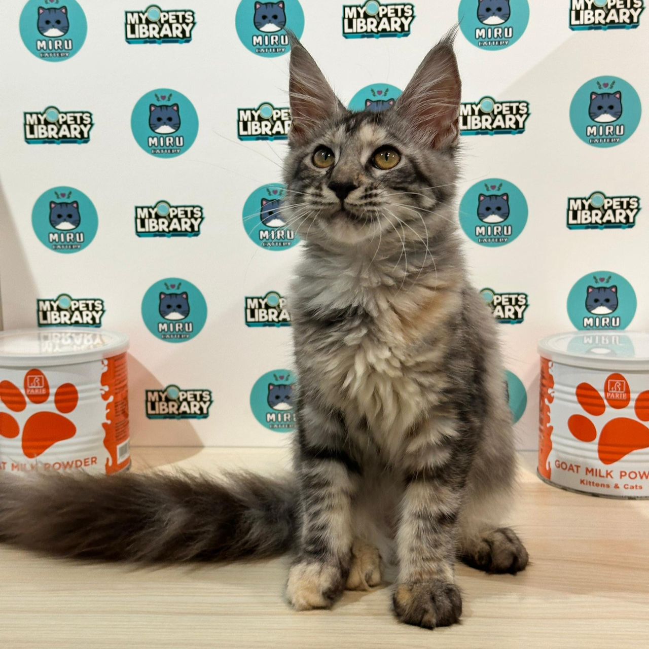 Maine Coon Kitten (Female) For Sale