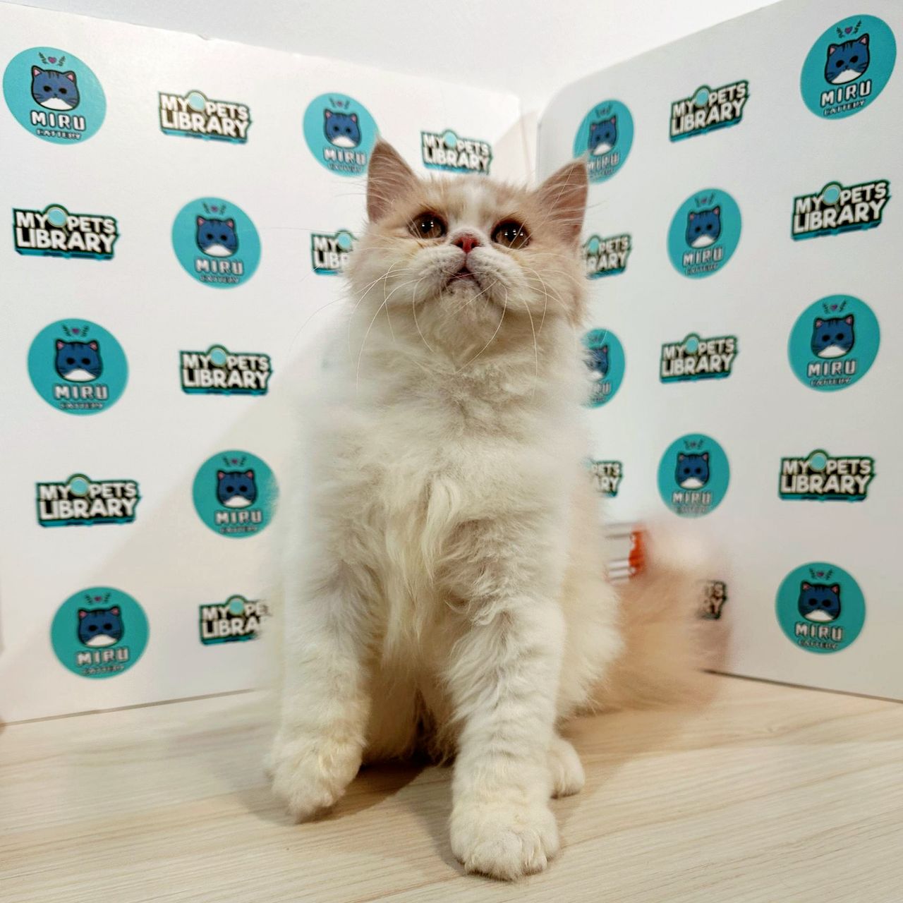 Persian Kitten (Male) For Sale