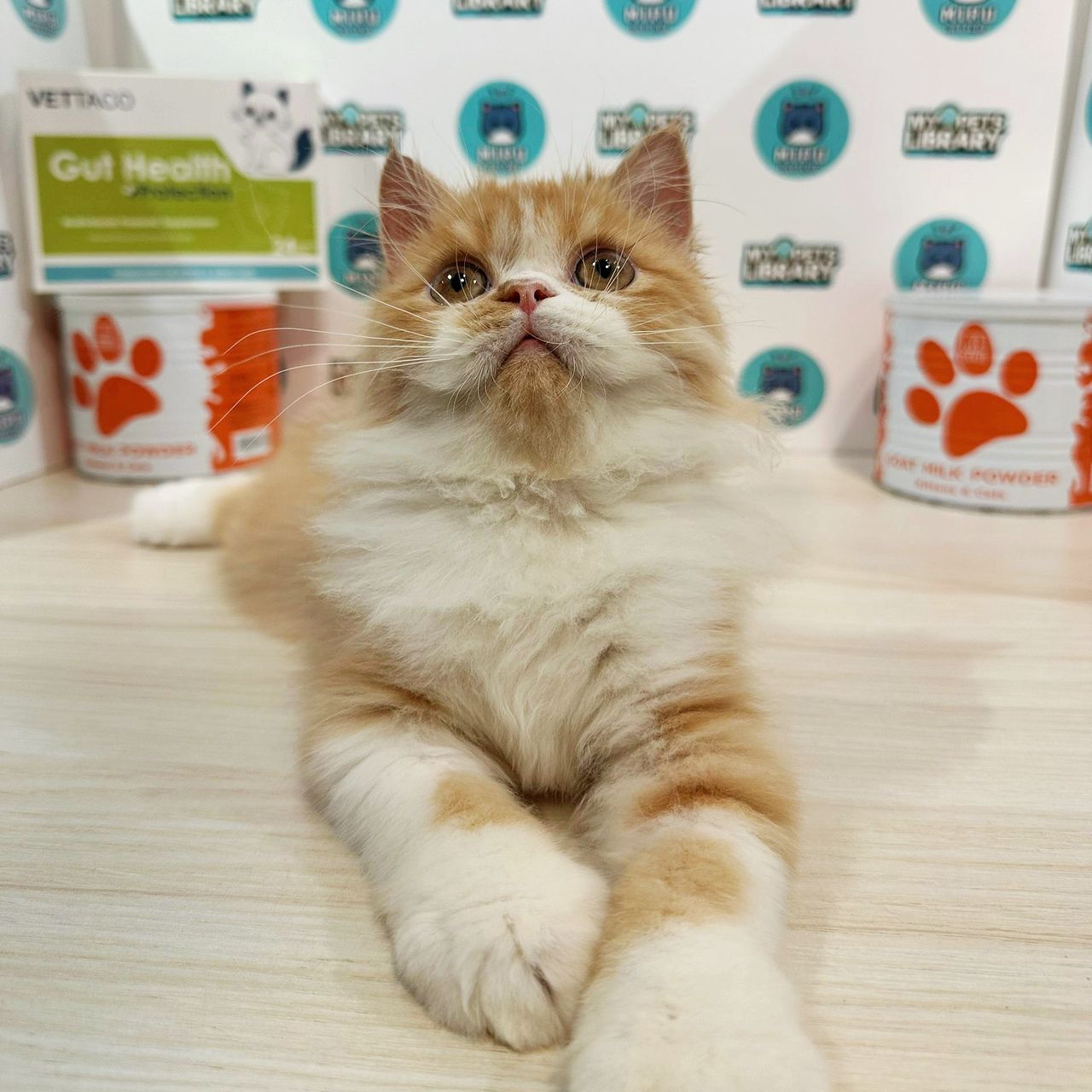 Persian Kitten (Male) For Sale