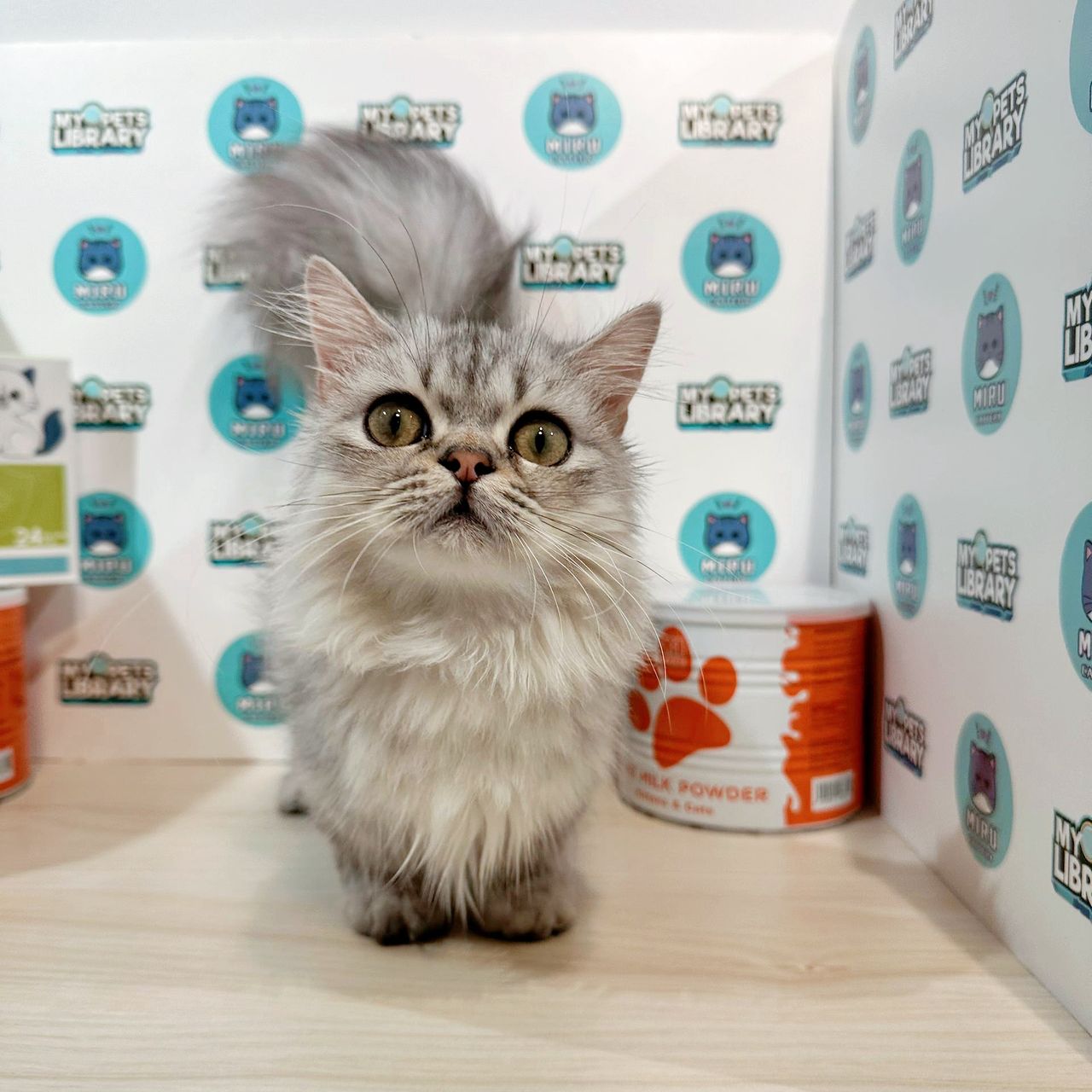 Super Short Munchkin Longhair Kitten (Male) For Sale