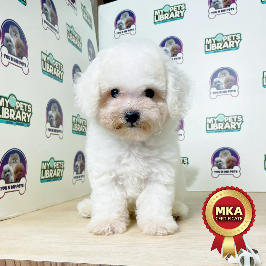 MKA Bichon Frise Puppy (Male) For Sale